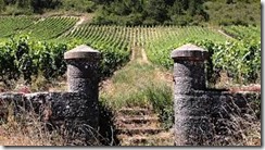 burgundy vineyard